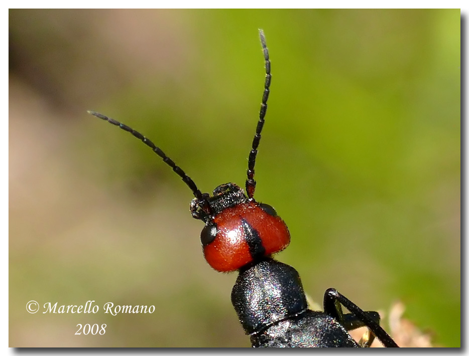 Insetti dalla Croazia: 1. Epicauta rufidorsum (Meloidae)